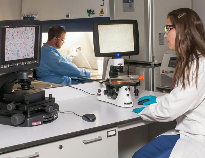 lab